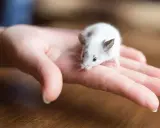 Ein kleines, weiß-graues Maus-Haustier sitzt neugierig auf einer menschlichen Hand.