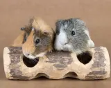 Zwei Meerschweinchen, die sich gut verstehen, schauen neugierig aus einem Holzversteck. Sie sind ein tolles Beispiel dafür, wie gut sich Meerschweinchen vergesellschaften lassen.