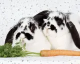 Zwei schwarz-weiße Kaninchen kuscheln sich aneinander, vor ihnen liegen ein Karottenbund und eine einzelne Karotte.