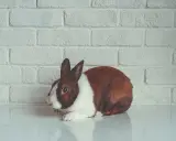 Ein braun-weißes Kaninchen liegt auf einer glatten Oberfläche vor einer weißen Ziegelwand. Seine Augen sind weit geöffnet, ein mögliches Zeichen für Kaninchen Stress Symptome.