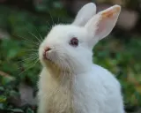Ein weißes Kaninchen mit langen Schnurrhaaren und rosa Ohren blickt neugierig in die Ferne. Die Vielfalt der kaninchen farben ist faszinierend.