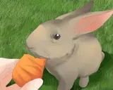 Ein Kaninchen grunzt genüsslich, während es eine Karotte von einer Hand frisst.