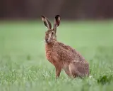 Ein Feldhase sitzt im Gras. Er spitzt die Ohren, als ob er ein leises Fiepen hört.