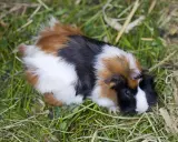Ein buntes Meerschweinchen mit Fell in Schwarz, Weiß und Braun liegt im Gras. Ein süßer kleiner Schatz für die Meerschweinchen Zucht.