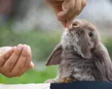 Ein süßes Kaninchen schnuppert neugierig an einem Basilikumblatt, das ihm von einer Hand gereicht wird.