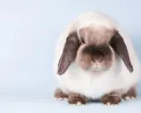 Ein süßes schlappohr kaninchen sitzt auf hellblauem Hintergrund.