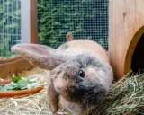 Ein Kaninchen mit langen Ohren schaut neugierig in die Kamera. Neben ihm liegt ein Napf mit frischem Grünzeug, aber er scheint sich mehr für das Heu zu interessieren, obwohl Kaninchen kein Heu fressen.