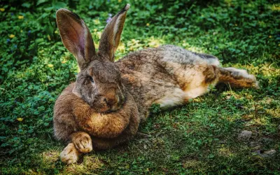 Großes Kaninchen liegt entspannt im Gras. Die langen Ohren sind aufgestellt, ein Zeichen, dass das Kaninchen zu warm anzeigt und versucht, sich abzukühlen.