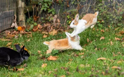 Drei Hasen, zwei springen verspielt übereinander, während ein schwarzer Hase zusieht. So sehen Hasen aus, wenn sie Spaß haben.