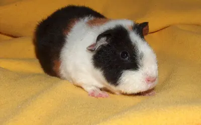 Ein süßes rosetten meerschweinchen mit schwarz-weißer und brauner Fellzeichnung liegt auf einem gelben Stoff.