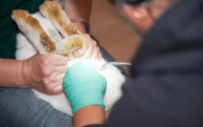Tierarzt führt eine Operation durch, um ein Kaninchen zu kastrieren.