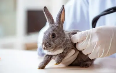 Ein Tierarzt untersucht ein Kaninchen, das oft hintereinander niest.