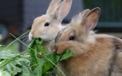 Zwei Kaninchen fressen genüsslich grünes Blattgemüse. Hoffentlich haben sie keine kaninchen zahnprobleme, denn das Futter sieht lecker aus.