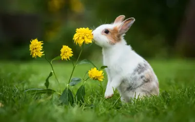 Ein neugieriges Kaninchen mit einem sanften Charakter schnuppert an gelben Blumen im Gras.