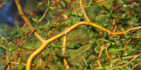 Korkenzieherweide-Äste, die sich wie ein Nest für ein kleines Kaninchen winden.