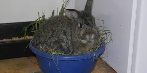 Ein Kaninchen sitzt in einem blauen Napf mit Heu. Die Frage, wie lange muss heu trocknen, beschäftigt viele Tierhalter.