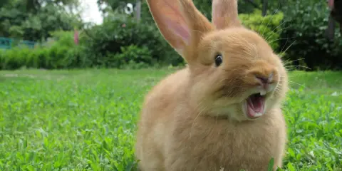 Ein süßes, orangefarbenes Kaninchen sitzt im Gras und scheint zu gähnen. Es sieht aus, als würde es mich gleich ablecken wollen.