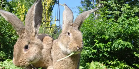 Zwei riesige Kaninchen mit langen Ohren sitzen im Gras. Eines knabbert an einem grünen Halm.