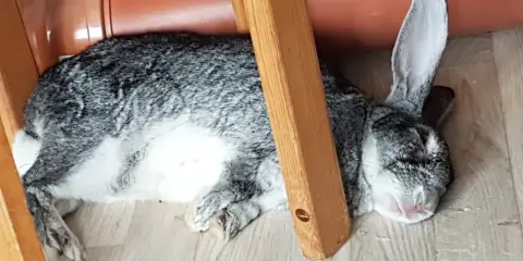 Ein dickes Kaninchen döst unter einem Holzstuhl neben einem orangefarbenen Rohr.