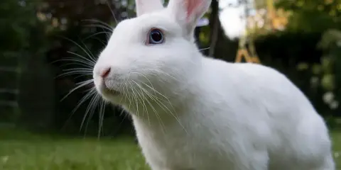 Ein flauschiges, weißes albino Kaninchen mit blauen Augen sitzt im Gras.