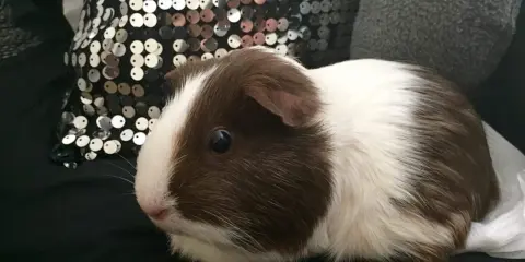 Ein süßes us-teddy Meerschweinchen mit braun-weißer Fellzeichnung sitzt auf schwarzem Stoff neben einer glitzernden Kissen.