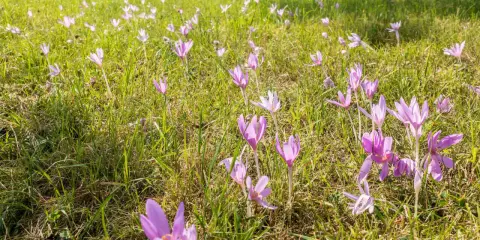 Wiese voller lila Herbstzeitlose im Heu. Die zarten Blüten wiegen sich im Wind.