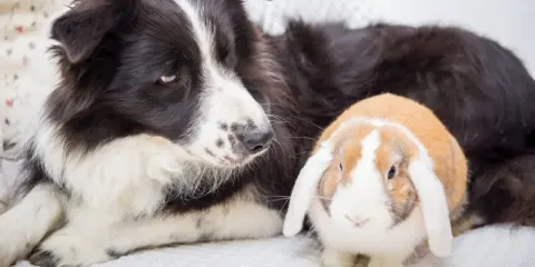 Ein Border Collie liegt neben einem niedlichen Kaninchen. Die beiden scheinen beste Freunde zu sein.