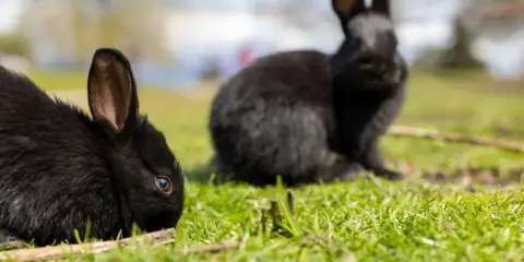 Zwei schwarze Kaninchen auf einer grünen Wiese. Vielleicht suchen Sie nach Alaska Kaninchen kaufen?