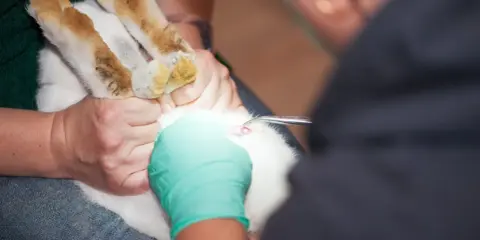 Tierarzt führt eine Operation durch, um ein Kaninchen zu kastrieren.