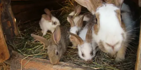 Einige Kaninchen kuscheln sich in ihrem gemütlichen kaninchen nest aus Stroh.
