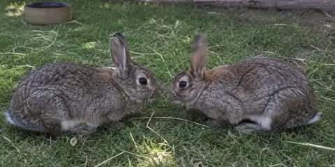 Zwei Kaninchen beschnuppern sich, vielleicht wird hier die Kaninchen Rangordnung ausgehandelt.