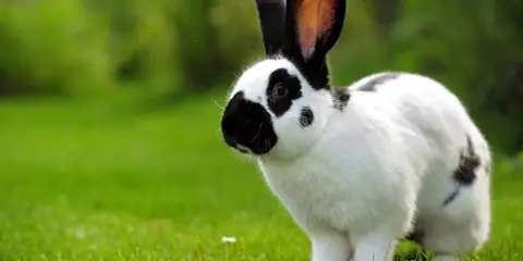 Ein schwarz-weißer deutscher Riese mit langen Ohren steht auf einer grünen Wiese.