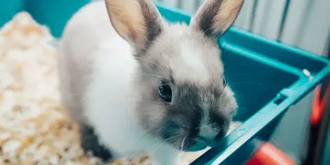 Kleines Kaninchen im Käfig, das stubenrein machen lernt.