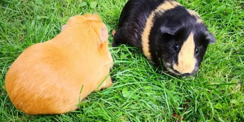 Zwei Meerschweinchen, eines orange und eines schwarz-gelb gestreift, genießen das Gras.