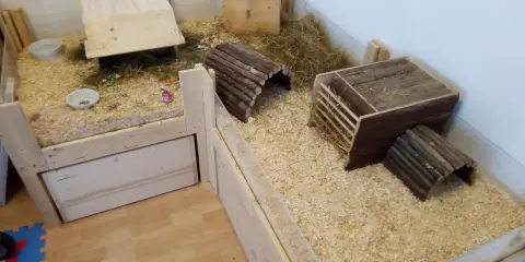 Ein geräumiger Meerschweinchenstall, den man selber bauen kann, mit Holzrampen, Häusern und viel Einstreu.