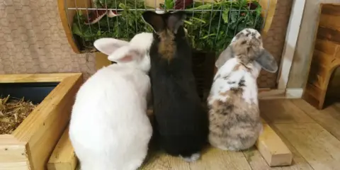 Drei Kaninchen, weiß, schwarz und gefleckt, stehen vor einem Futterkorb mit frischem Grün. Ein perfekter futterplan kaninchen.