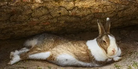 Ein braun-weißes Kaninchen liegt entspannt unter einem Baumstamm.