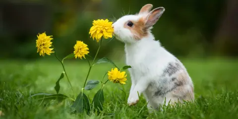 Ein neugieriges Kaninchen mit einem sanften Charakter schnuppert an gelben Blumen im Gras.