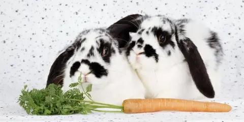 Zwei schwarz-weiße Kaninchen kuscheln sich aneinander, vor ihnen liegen ein Karottenbund und eine einzelne Karotte.