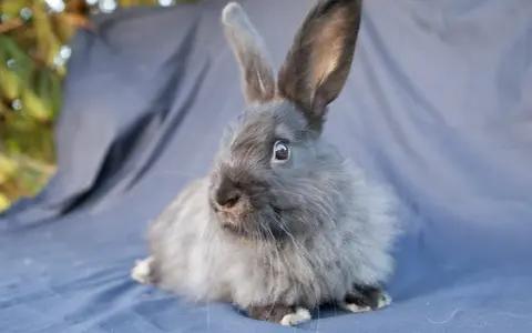 Ein flauschiges Kaninchen mit langen Ohren sitzt auf einem blauen Tuch. Es ist ein Beispiel für flauschige Kaninchen Rassen.