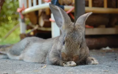 Ein braunes Kaninchen liegt entspannt auf der Seite auf grauem Untergrund. Seine Pfoten sind vor dem Gesicht verschränkt.