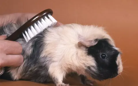 Ein Meerschweinchen bekommt eine meerschweinchen frisur. Eine Hand bürstet sein Fell, um es schön und ordentlich zu halten.