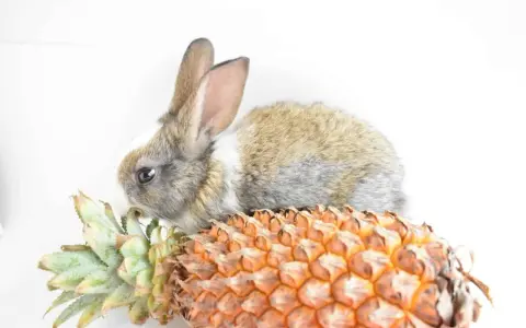 Ein süßes Kaninchen knabbert an den Blättern einer Ananas.