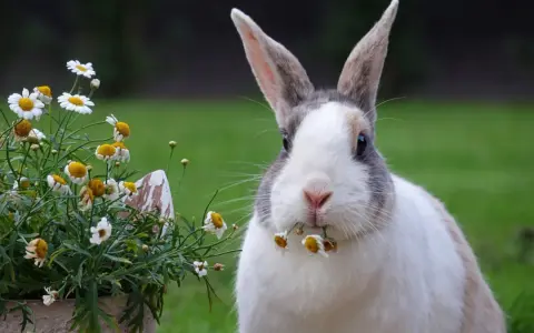 Ein Kaninchen knabbert an Gänseblümchen. Manche Blumen, welche blumen fressen kaninchen nicht, sind giftig.