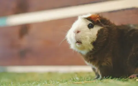 Ein Meerschweinchen mit braun-weißem Fell sitzt auf grünem Gras und schaut neugierig. Es sieht aus, als würde es gleich popcornen vor Freude.