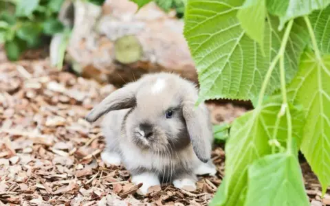 Ein süßer Mini Lop Hase mit Schlappohren sitzt auf Rindenmulch, versteckt unter grünen Blättern.