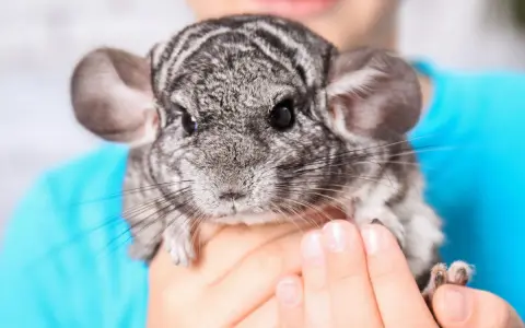 Ein süßer Chinchilla Hase mit großen Ohren und dunklen Augen wird von Händen gehalten.