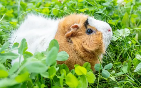 Ein süßes Meerschweinchen mit braun-weißem Fell genießt das frische Grün auf einem sonnigen Balkon.