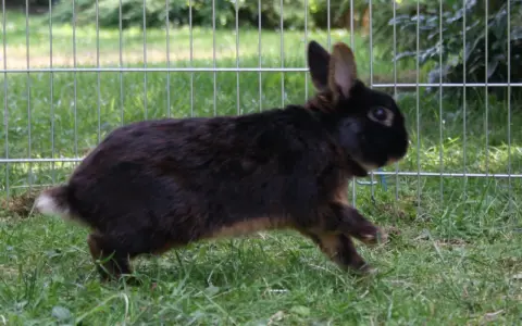 Ein braunes Kaninchen rennt über grünes Gras. Es zeigt, wie kommunizieren Kaninchen durch Körpersprache und Bewegung.