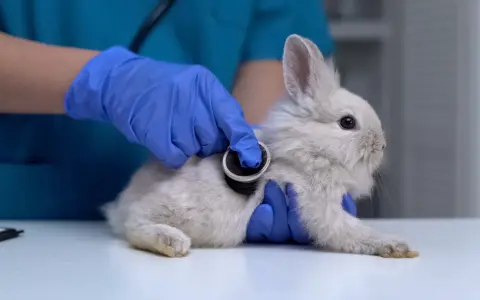 Tierarzt untersucht Kaninchen, das nicht frisst. Blaue Handschuhe und Stethoskop.